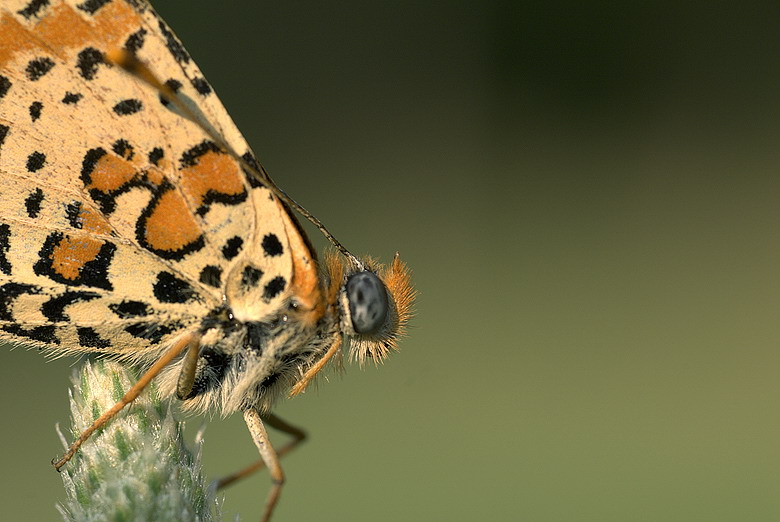 Melitaea didyma