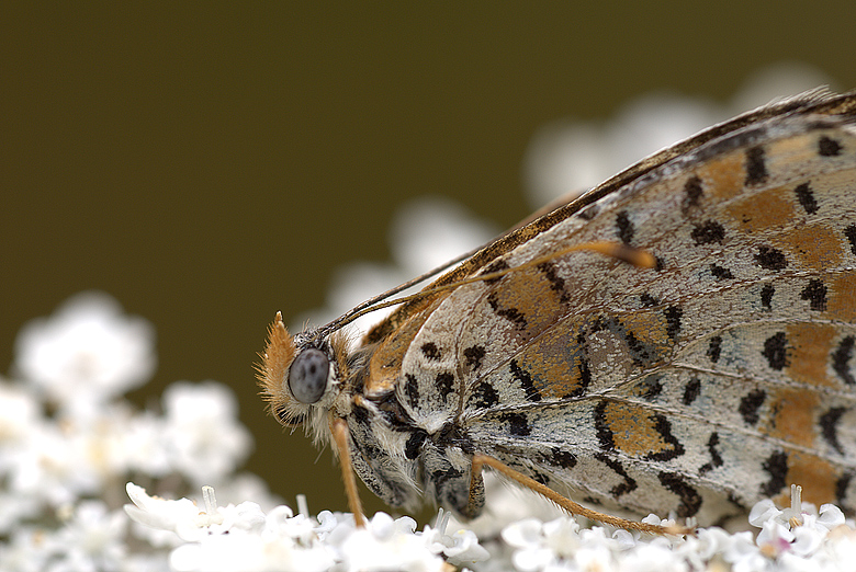 Melitaea didyma