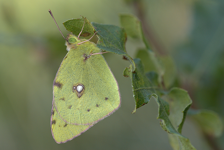 Colias crocea