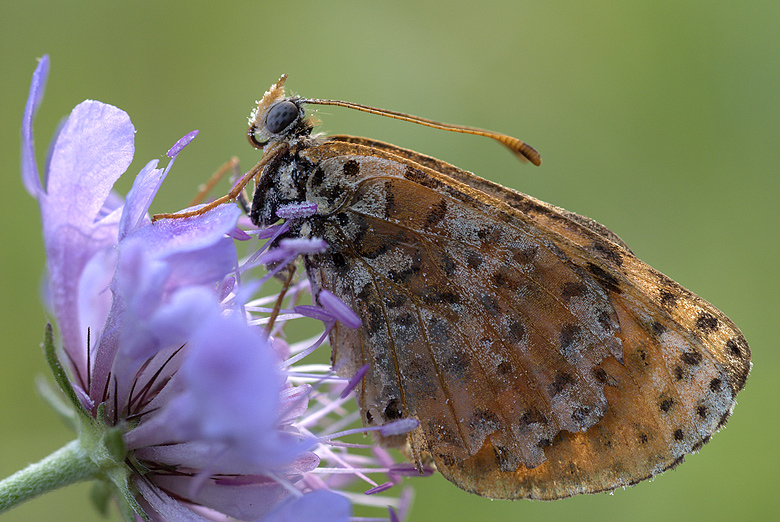 Melitaea didyma
