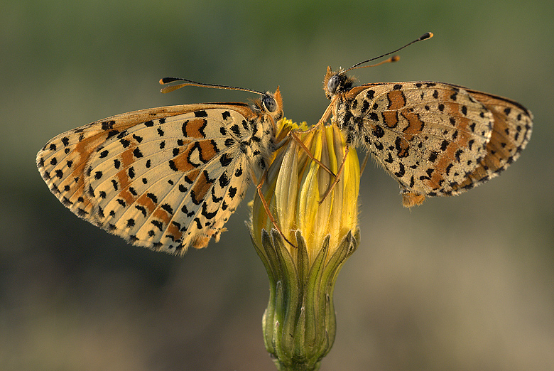 Melitaea didyma in tandem