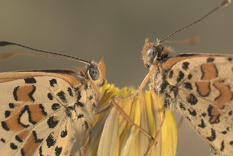 Melitaea didyma in tandem..spinta...