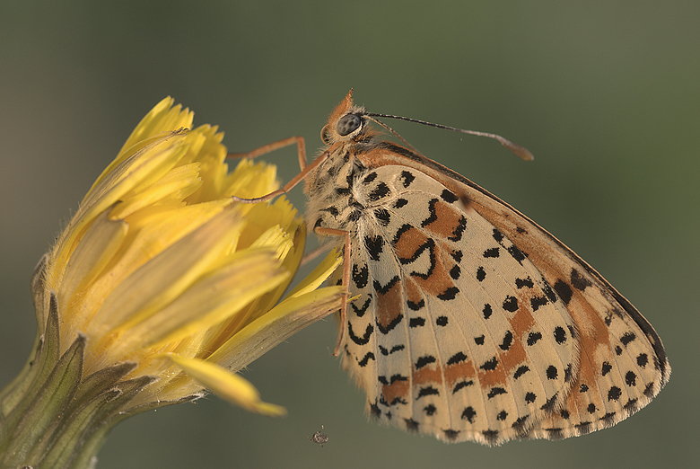 Melitaea didyma