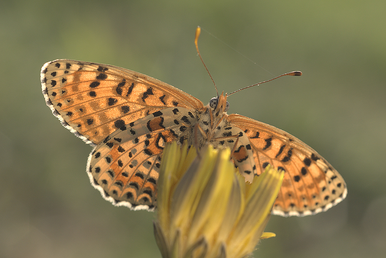 Melitaea didyma WORM-UP