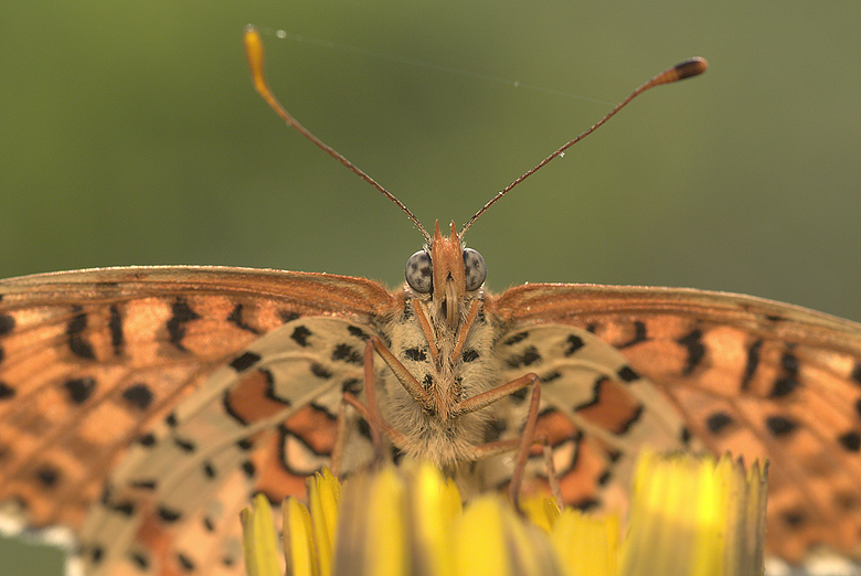 Melitaea didyma WORM-UP