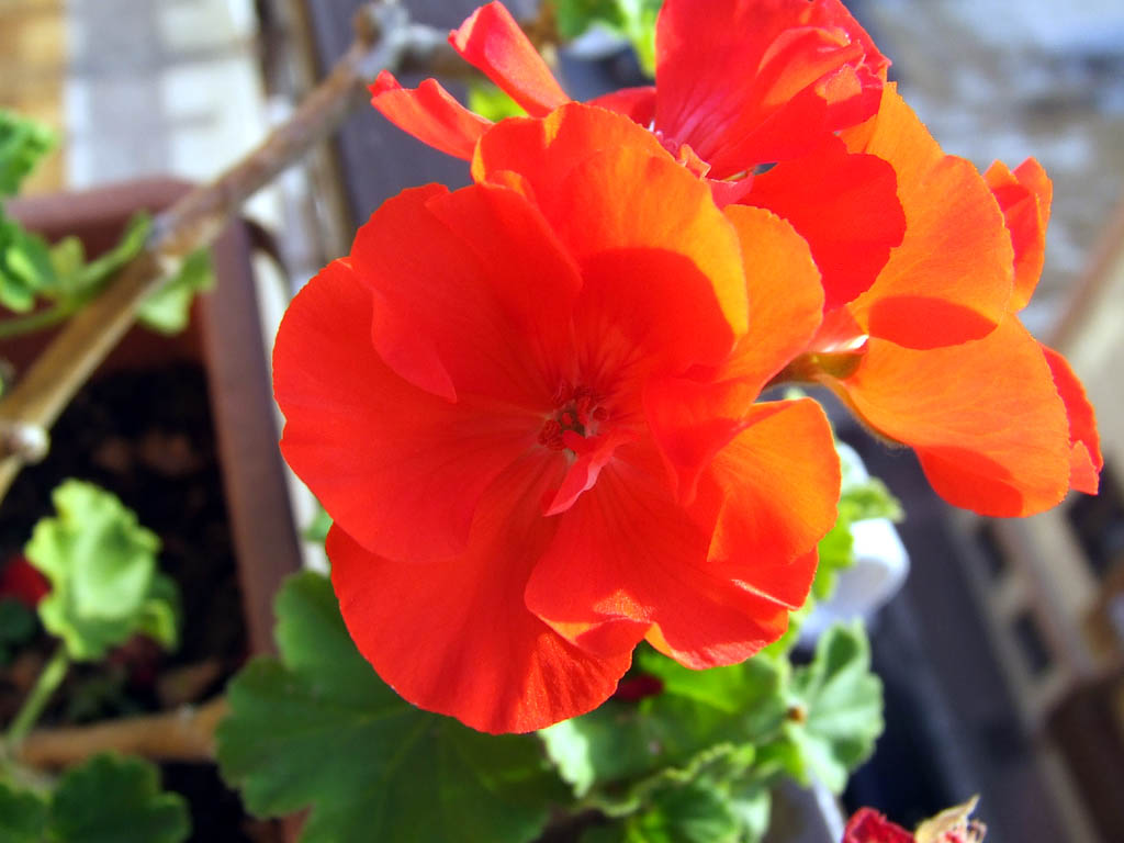 fiore in macro
