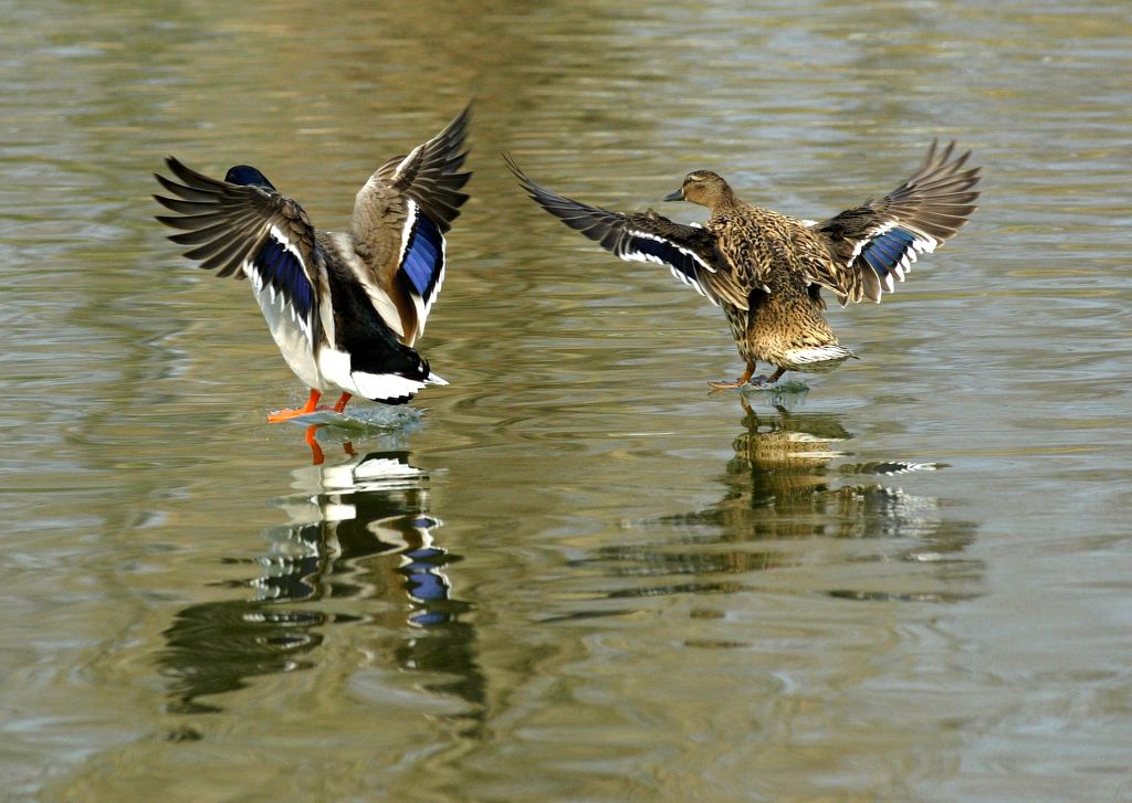 Landing...