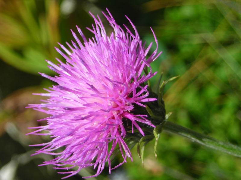 Primo fiore