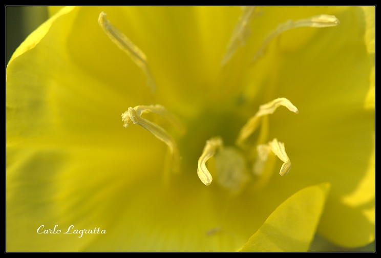 Delicato in giallo