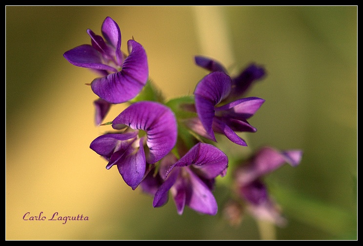 Di viola passione