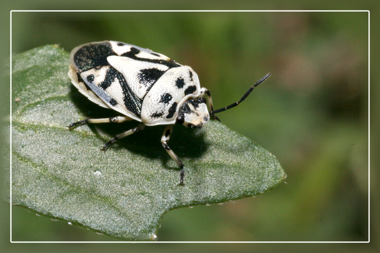 Hymenoptera ??
