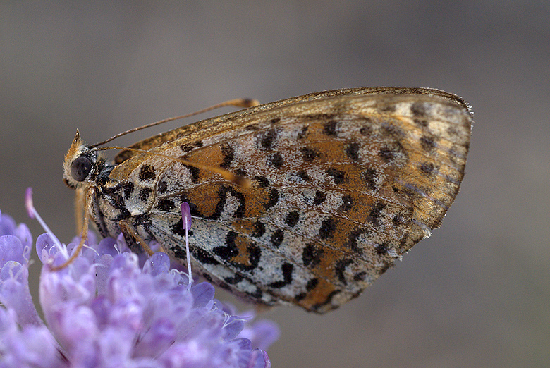 Melitaea didyma