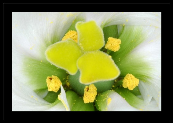fiore5