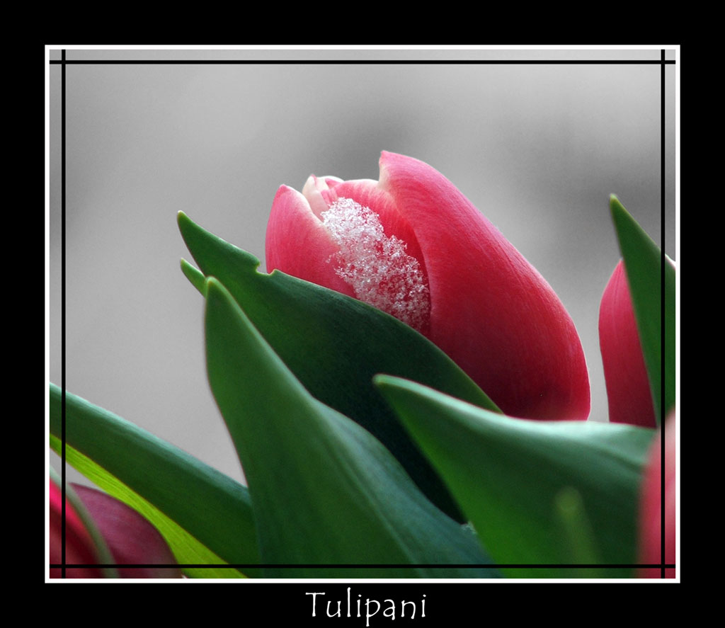Tulipano -02