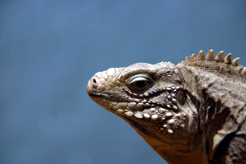 Iguana