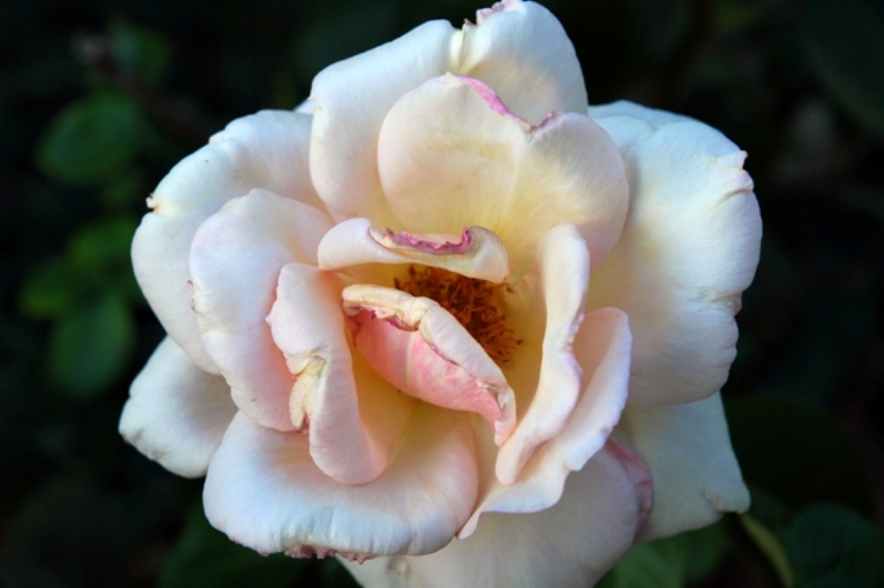 Fiore 2