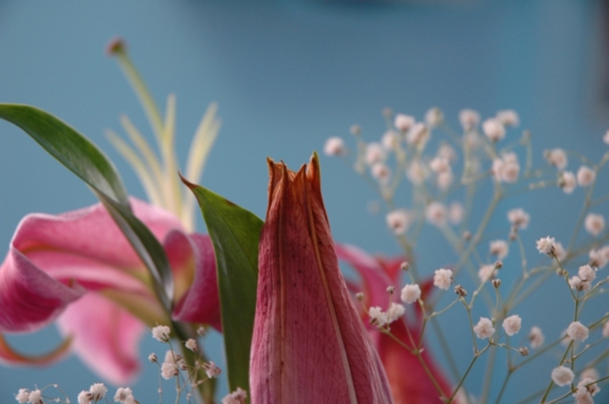 Fiore 3