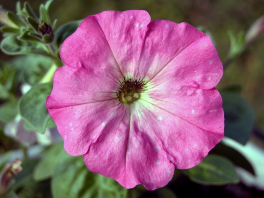 Fiore 4