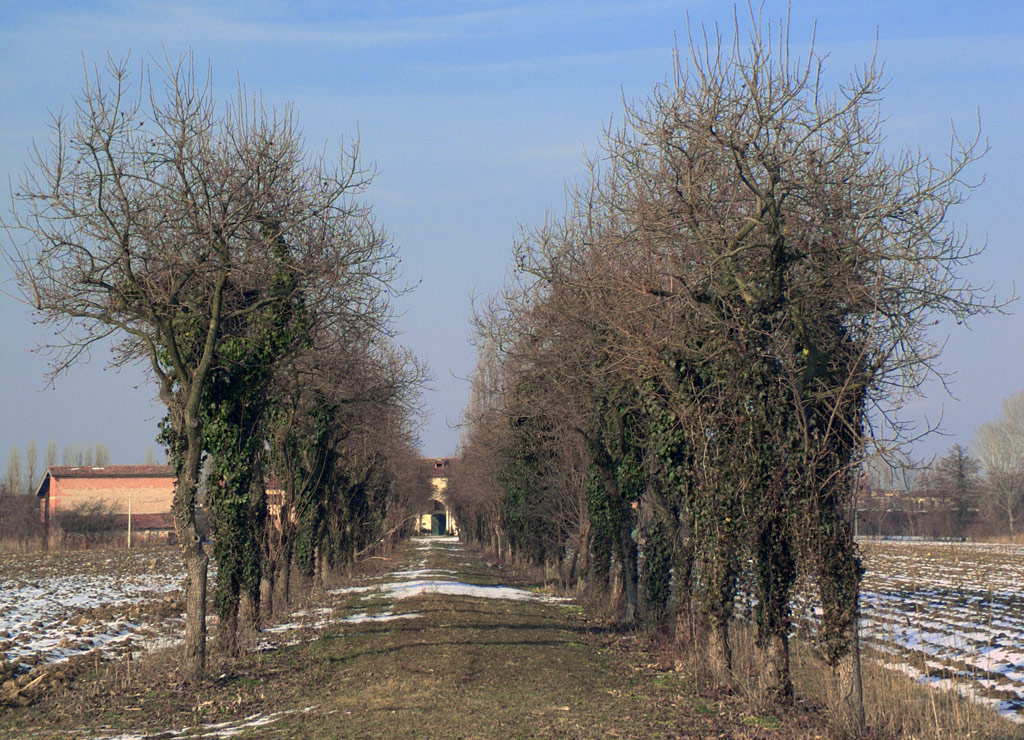 Viale