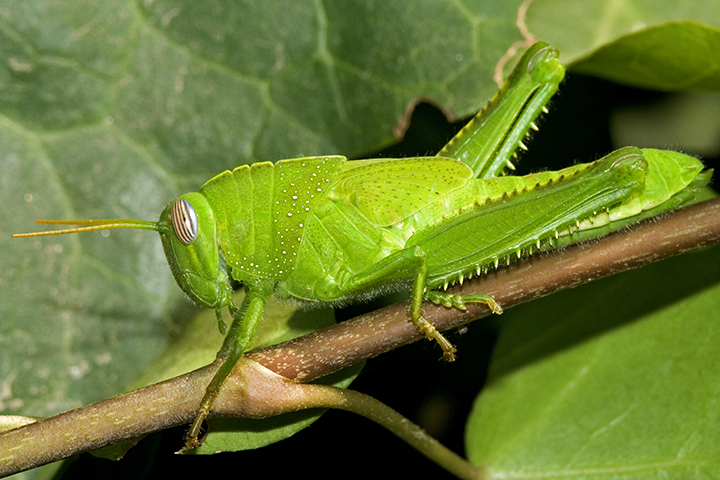 verde su verde