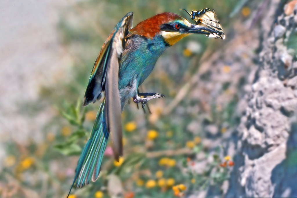 al volo II