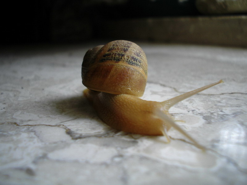 Lumaca