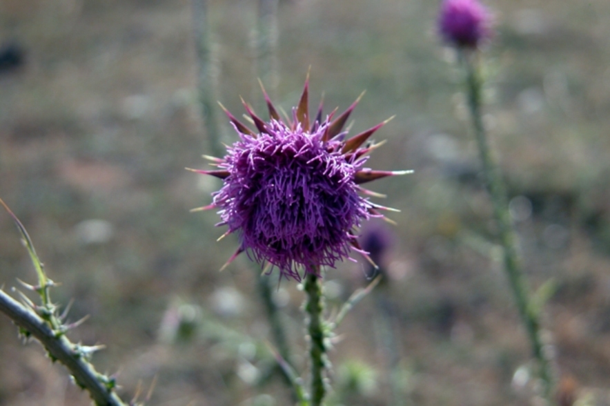 Macro