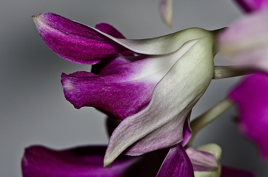 Canon 70-200-f4-IS+Tubi-Kenco.jpg