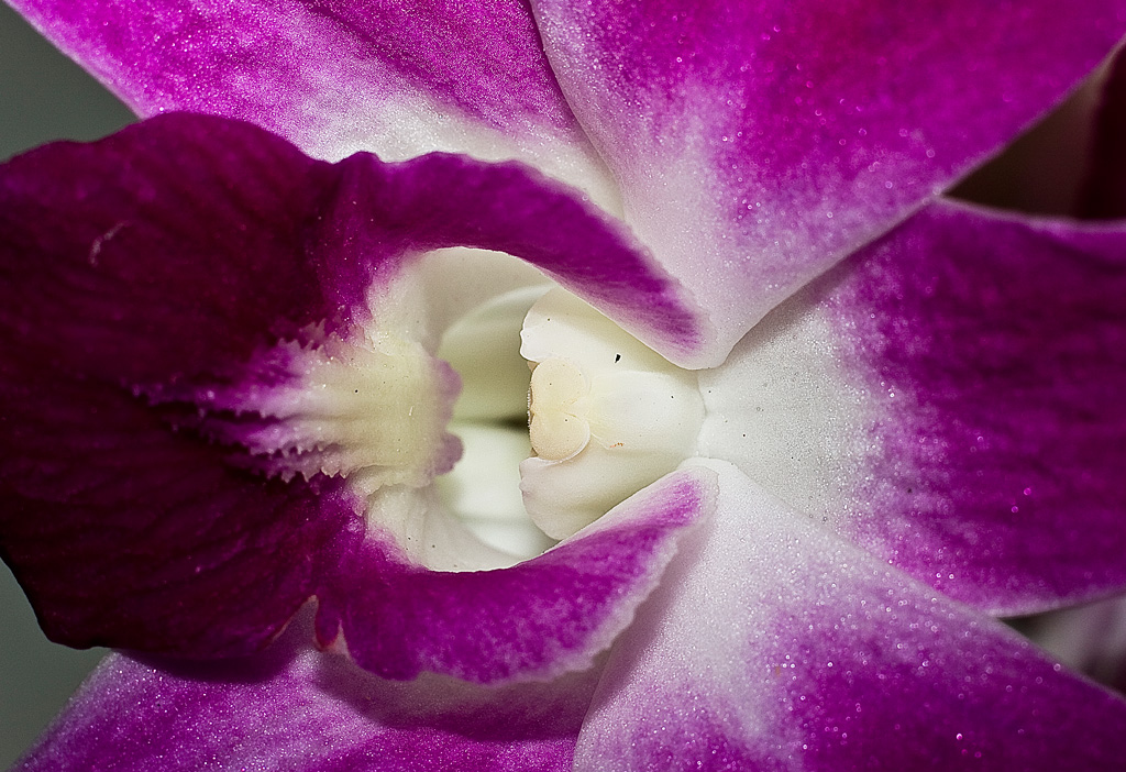 Canon 135 f2 +Tubi Kenko.jpg