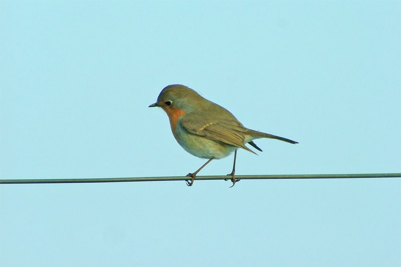 pettirosso