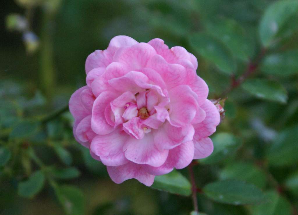 fiore