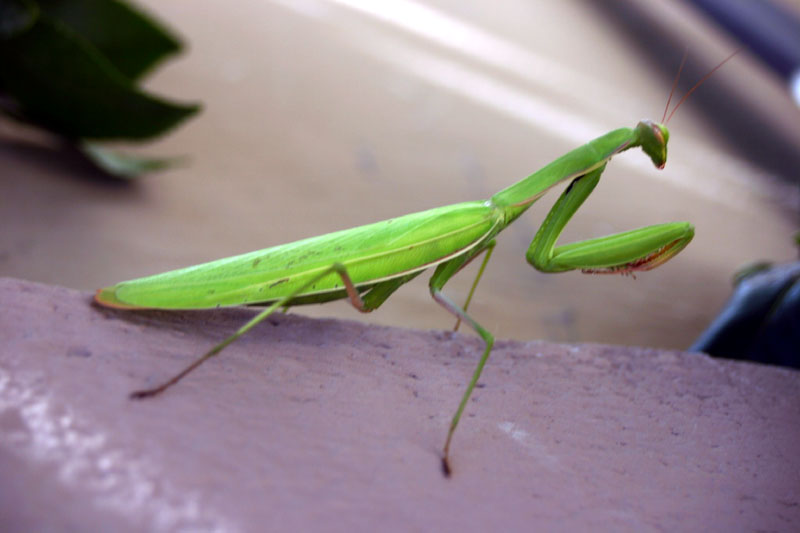 Mantide religiosa