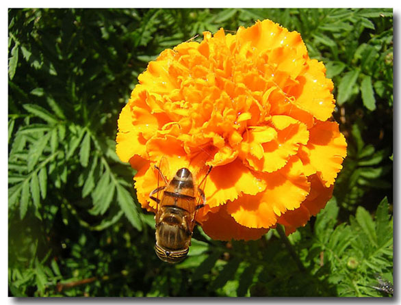 macro