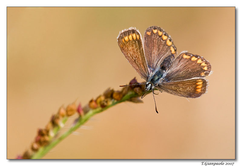 Lycaenidae: Theclinae (forse!!!)