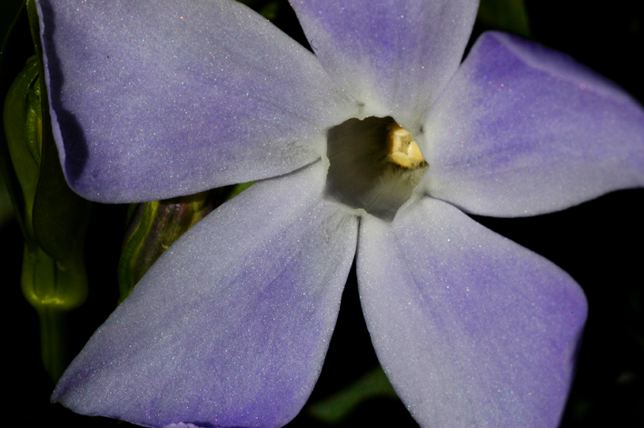 La Pervinca