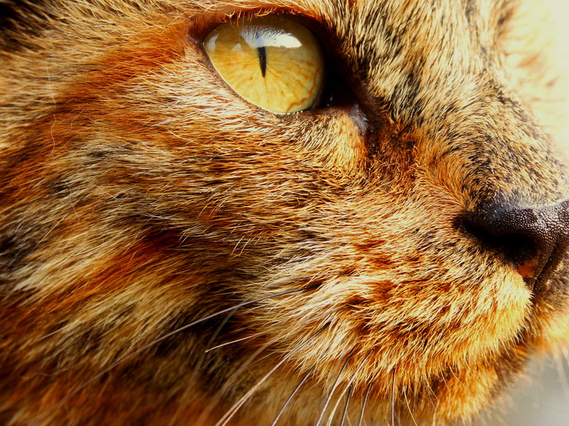 gatto
