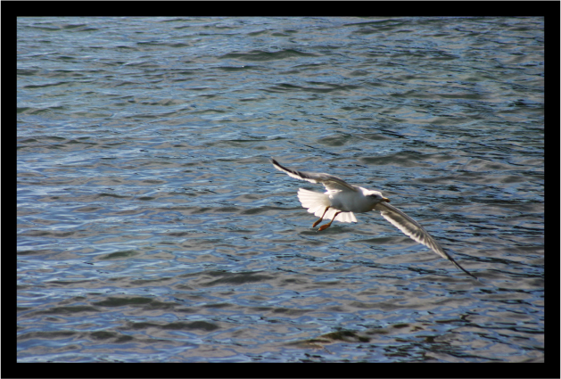 gabbiano in volo