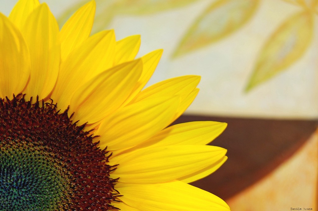 girasole