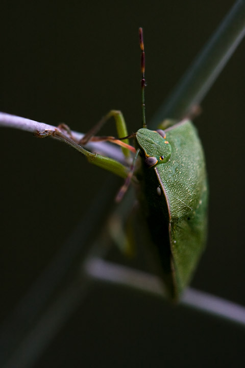 incubo dal verde acceso