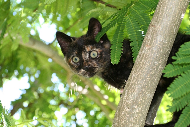 Gattino