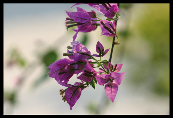 fiore viola