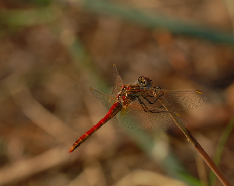 dragonfly