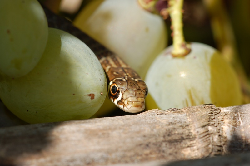 vipera?
