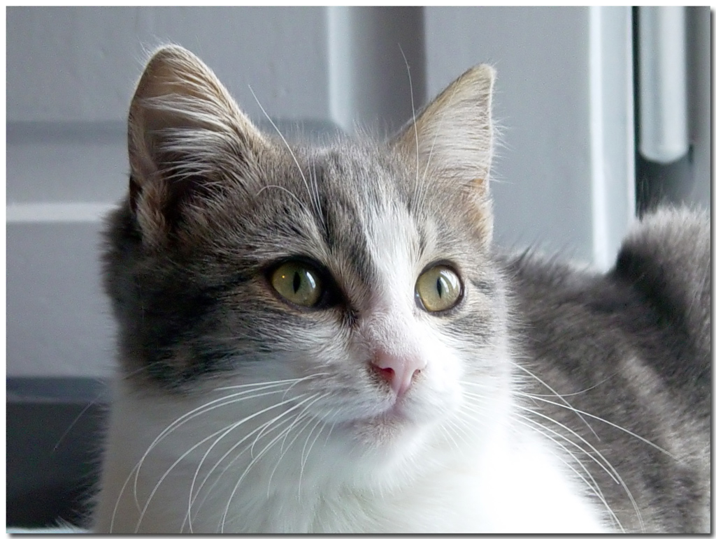 La mia gattina , Lilly