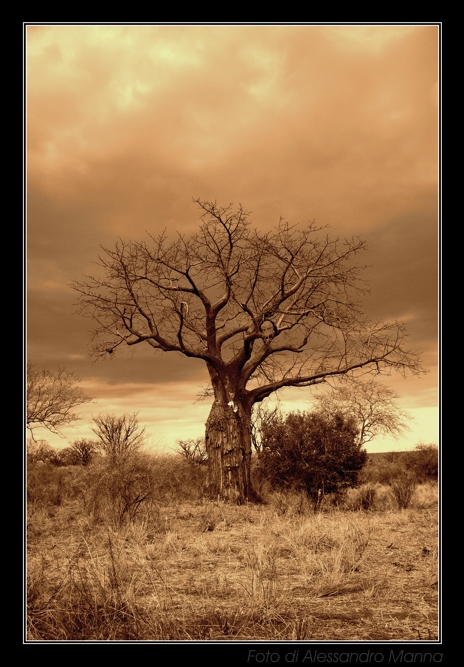 Baobab 2