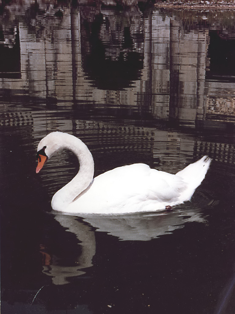 Cigno Casertano