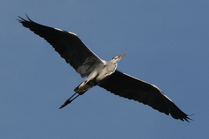 Cinerino in volo