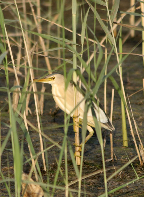 Tarabusino nascosto