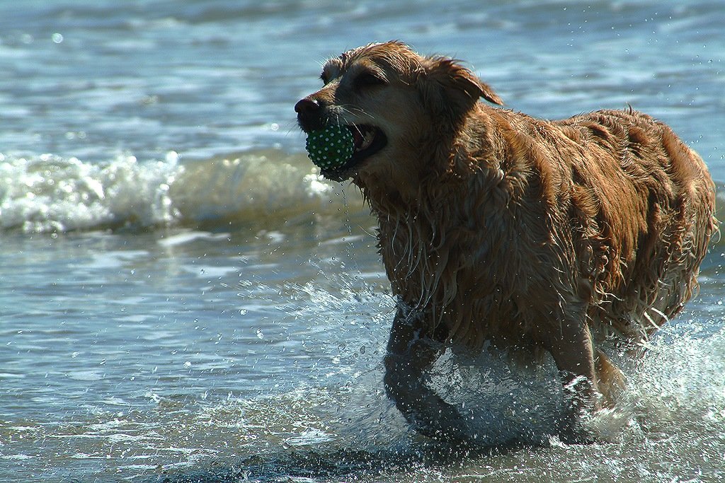 cane da riporto