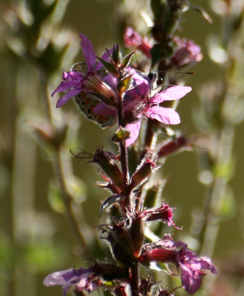 "capoccella"